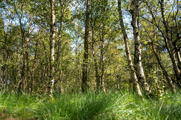 Fototapeta premium Birch trees in the forest