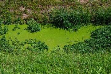 Duckweed in a small stream