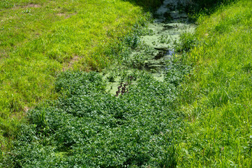 Many green duckweed in a small stream with a family of ducks