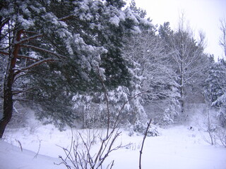 trees in the snow