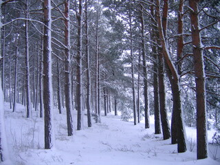 snow covered trees
