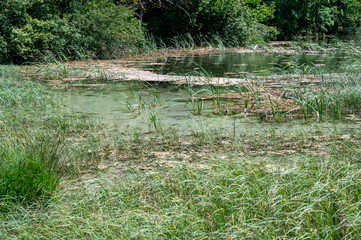 Reeds on the shore of a lake