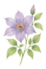Watercolor Clematis Flower on transparent background. Plant, floral
