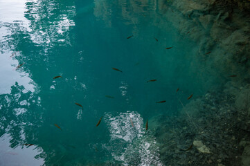 Fototapeta premium Small fish swim in the water of a lake