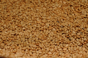 Close up photo of civet coffee beans drying under the sun at a coffee farm.