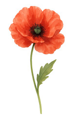 Watercolor Poppy Flower on transparent background. Plant, floral
