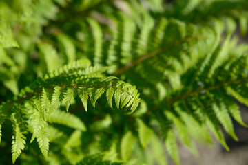Hard shield-fern leaves - Latin name - Polystichum aculeatum