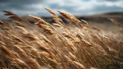 Dynamic field of tall wild grasses and reeds swaying in wind captured with motion blur creating abstract natural movement and flowing patterns