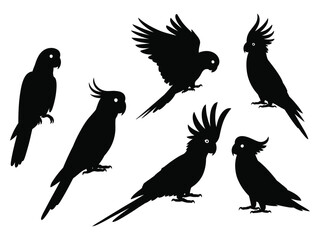 Fototapeta premium Set of black cockatoo parrot silhouettes. Tropical bird vector graphic collection isolated on white background.