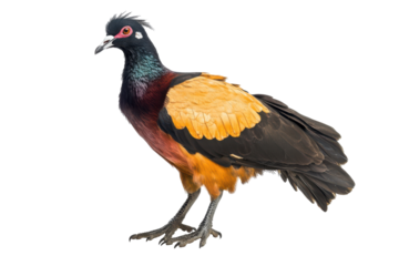 Colorful crested bird standing isolated on transparent background. Standing crested bird isolated on white background.