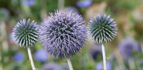 Beautiful close-up of echinops bannaticus