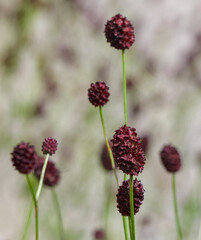 Beautiful close-up of sanguisorba officinalis