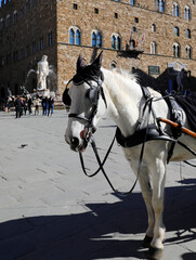 white horse with blinkers in Florence main square Italy for tourist rides and Palazzo Vecchio in...