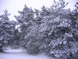 snow covered trees