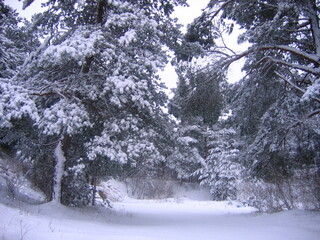 winter forest in the snow