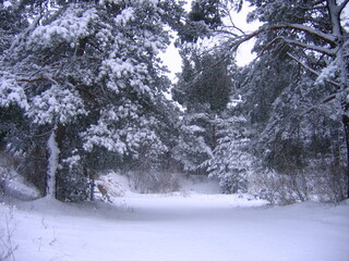 snow covered trees in winter