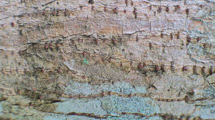 Tree bark texture close up, natural background for wallpaper or banner template