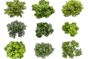 Collection of green leafy bushes from a top down perspective isolated on transparent background. Top view collection of lush green trees isolated on white background.