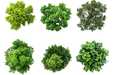 Obraz premium Collection of green leafy bushes from a top down perspective isolated on transparent background. Top view collection of lush green trees isolated on white background.