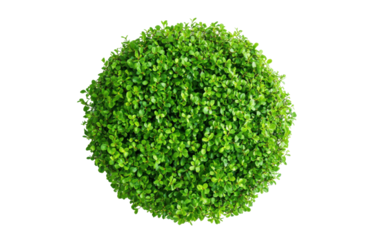 A perfectly round green bush isolated on transparent background. Top view green hedge for landscaping isolated on white background.