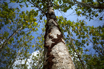 Fototapeta premium Background texture of teak (Tectona grandis) tree bark contains termite houses