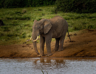 Adult elephant in Aberdare Park, Kenya