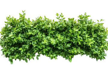 Lush green hedge with dense foliage isolated on transparent background. Top view green hedge providing natural privacy and adding beauty to landscaping isolated on white background.