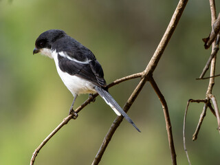 Long-tailed Fiscal Shriken Aberdare National Park in Kenya