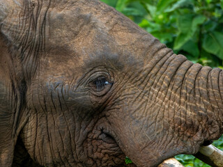 Adult elephant in Aberdare Park, Kenya