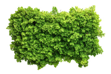 Obraz premium Lush green hedge plant isolated on transparent background. Top view green hedge providing natural privacy and adding beauty to landscaping isolated on white background.