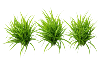 Vibrant green grass isolated on transparent background. Set of green grass tuft arranged in a trio isolated on white background.