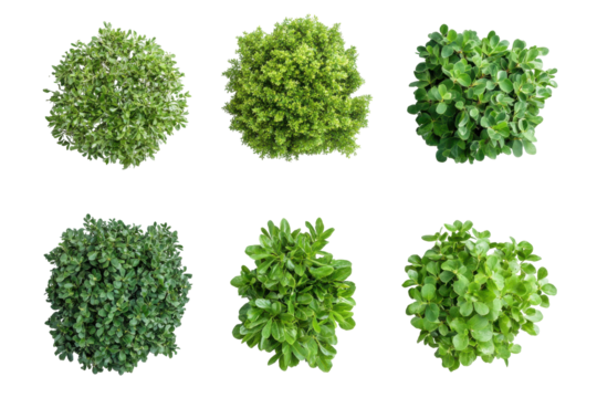 Green leafy bushes from a top down view isolated on transparent background. Set of six unique green trees isolated on white background.