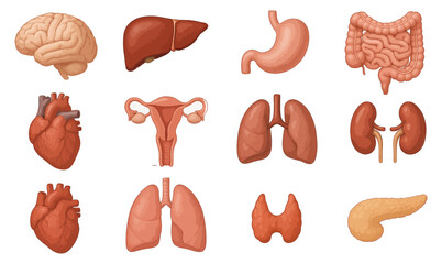 Detailed human organs set for medical education and anatomy learning