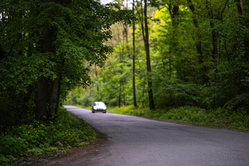 Fototapeta premium A white car approaches on a narrow asphalt road that winds through a dense green forest. The roadside is covered with lush foliage and small wildflowers.