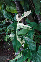 Obraz premium Closeup of Philodendron Florida Green Leaf with Unique Lobed Shape, Lobed Philodendron is evergreen hybrid plant. Thailand. Araceae Aroid Philodendron Rare luxury variegated plant.