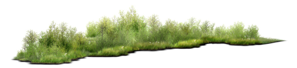 green grass isolated on white © Saharattaphum