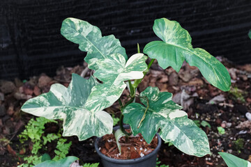 Closeup of Philodendron Florida Green Leaf with Unique Lobed Shape, Lobed Philodendron is evergreen hybrid plant. Thailand. Araceae Aroid Philodendron Rare luxury variegated plant.