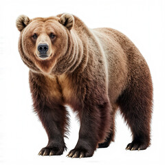 Obraz premium Majestic Grizzly Bear: A powerful grizzly bear stands proudly, its imposing figure showcasing the raw beauty and strength of the wild.