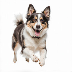 Dynamic canine flight: A playful dog soars joyfully through the air, captured mid-leap, conveying motion and happiness.