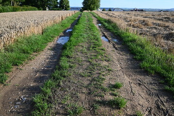 Weizenfeld am Horizont unter blauem Himmel