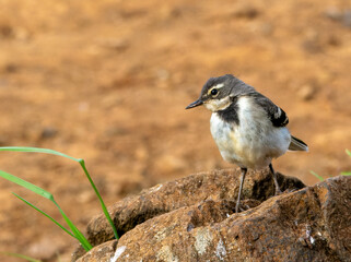 Cape Wagtail on the rock in Aberdare National Park Kenya