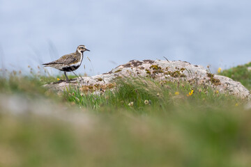 European golden plover (Pluvialis apricaria) on the coast, North Uist, Outer Hebrides, Scotland