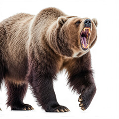 Fototapeta premium Roaring Brown Bear: A formidable brown bear strides confidently forward, its powerful frame and piercing gaze embodying the raw force of nature, with its mouth agape in a roar. 