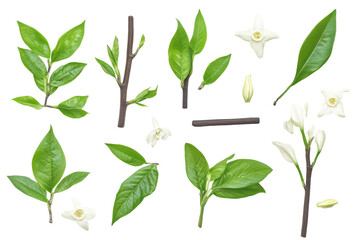 Fototapeta premium Collection of Vanilla plant leaves and flowers isolated on transparent background. Vanilla flower sticks and leaves isolated on white background.
