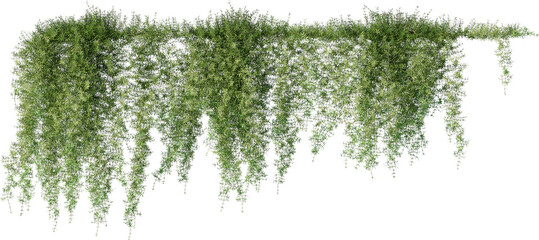 Vines, Climbing Plants, Wall Plants, Ivy © KenScape