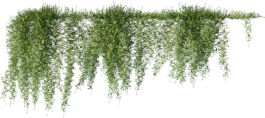 Vines, Climbing Plants, Wall Plants, Ivy