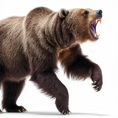 Fototapeta premium Grizzly Bear's Roar: A powerful grizzly bear, in striking detail, displays its impressive size and untamed wilderness with an open-mouthed roar, showcasing its formidable teeth.