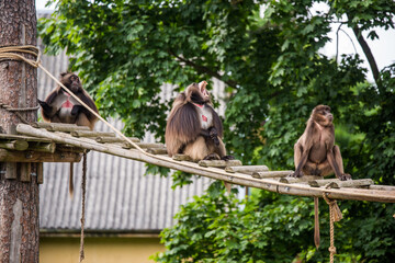 Gelada baboon Theropithecus gelada, the bleeding-heart monkey. Female and male