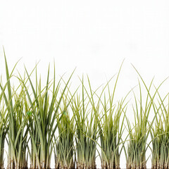 Fototapeta premium Fresh Blades of Green: A close-up captures the vibrant detail of individual blades of grass standing tall, a refreshing natural vista of serenity and growth.