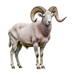 Majestic Ram Portrait: A stunning portrait of a regal ram, its impressive horns and powerful physique showcased against a clean backdrop, a testament to strength and nature's artistry.